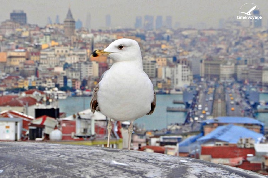 Картинка - 1